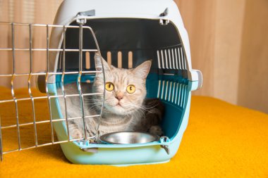 Kedi taşıma kafes kedi oturuyor