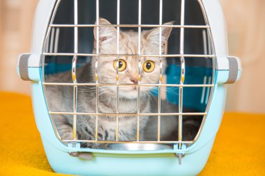 Kedi taşıma kafes kedi oturuyor
