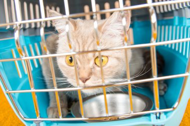 Kedi taşıma kafes kedi oturuyor