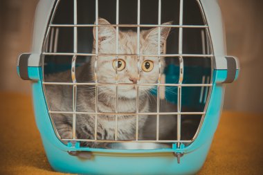 Kedi taşıma kafes kedi oturuyor