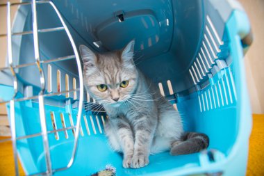 Kedi taşıma kafes kedi oturuyor