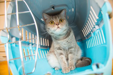 Kedi taşıma kafes kedi oturuyor