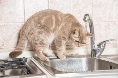 Kedi suyu musluktan içer.