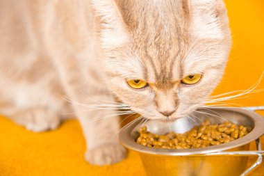 kedi yiyen kediler için Kuru gıda