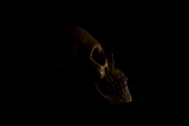 Profilde insan kafatası