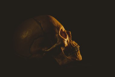 Profilde insan kafatası