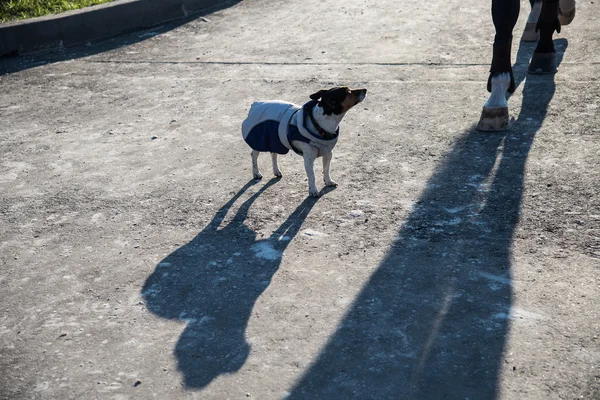 Pies ubrany w odzież jockey. Jack Russell Terrier — Zdjęcie stockowe