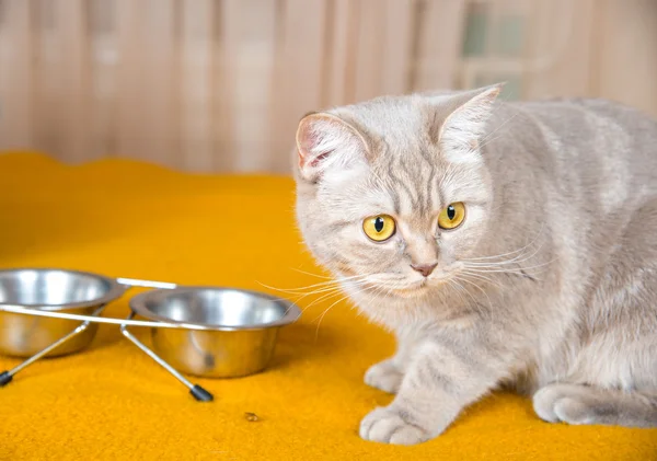 Katten äter torrt kattfoder — Stockfoto