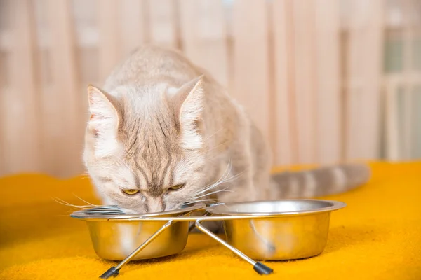 Gato comiendo comida seca para gatos — Foto de Stock