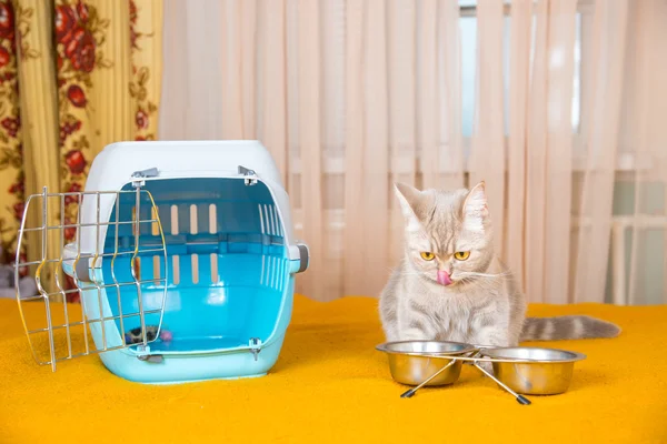 Gato comendo comida seca gato — Fotografia de Stock