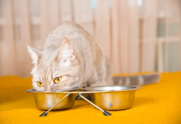 Kat eten van droog kattenvoer — Stockfoto