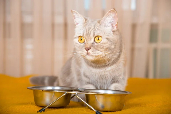 Kat eten van droog kattenvoer — Stockfoto