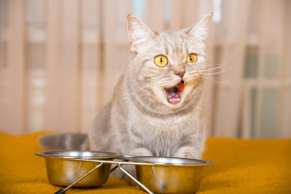 Gato comendo comida seca gato — Fotografia de Stock