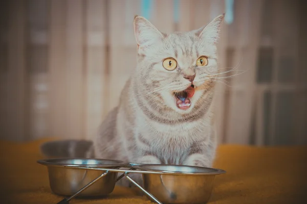 Cat eating dry cat food — Stock Photo, Image