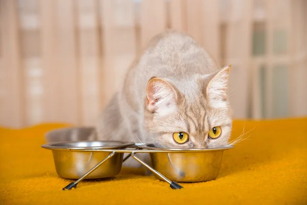 Gato comendo comida seca gato — Fotografia de Stock