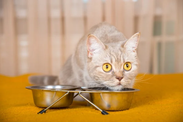 Katze frisst Trockenfutter — Stockfoto