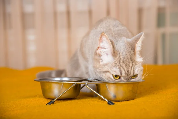 मांजर कोरड्या मांजर अन्न खाते — स्टॉक फोटो, इमेज