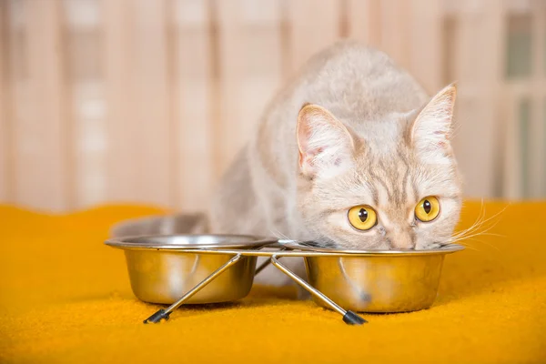 Kat eten van droog kattenvoer — Stockfoto