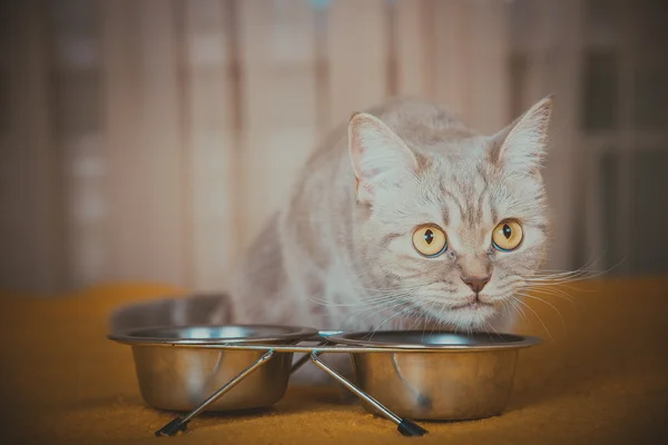 Kat eten van droog kattenvoer — Stockfoto