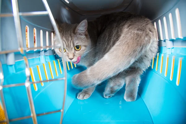 Кот сидит в клетке с кошкой. — стоковое фото