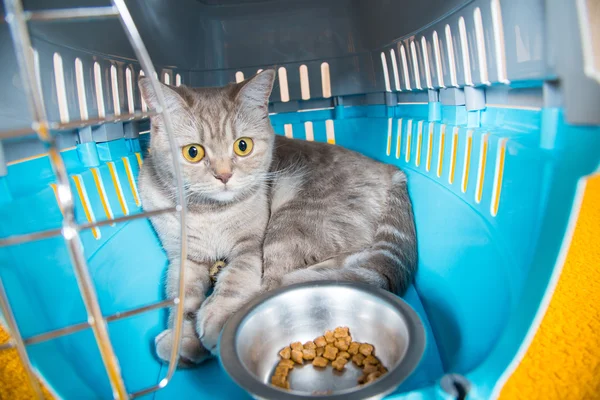 The cat is sitting in a carrying cage cat — Stock Photo, Image