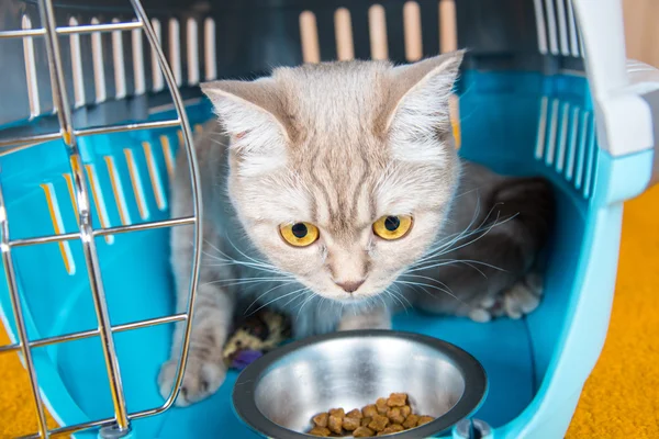 Die Katze sitzt in einem Tragekäfig — Stockfoto