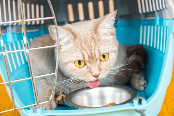 O gato está sentado em uma gaiola de transporte — Fotografia de Stock