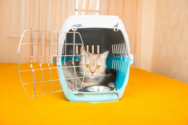 Kot siedzi w prowadzenie klatka kot — Zdjęcie stockowe