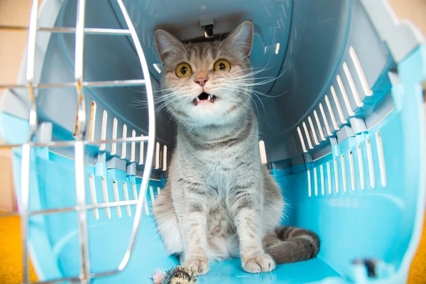 Il gatto è seduto in una gabbia di trasporto gatto — Foto Stock