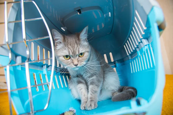 Кот сидит в клетке с кошкой. — стоковое фото