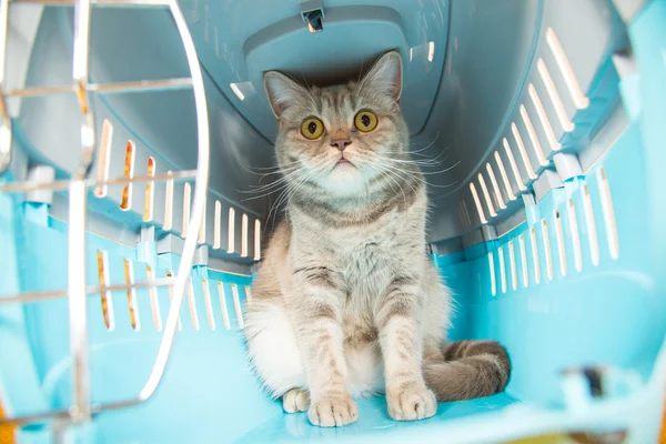 El gato está sentado en una jaula de carga gato — Foto de Stock