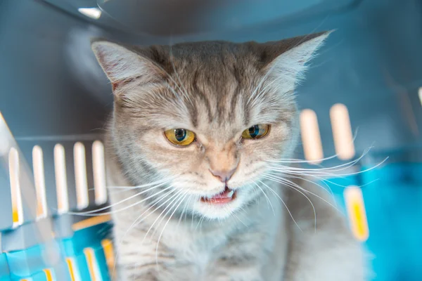 Il gatto è seduto in una gabbia di trasporto gatto — Foto Stock