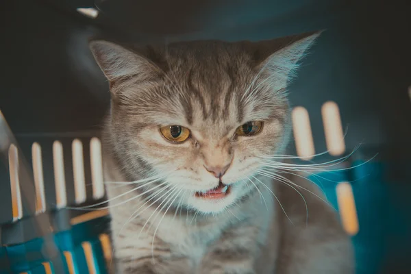 O gato está sentado em uma gaiola de transporte — Fotografia de Stock