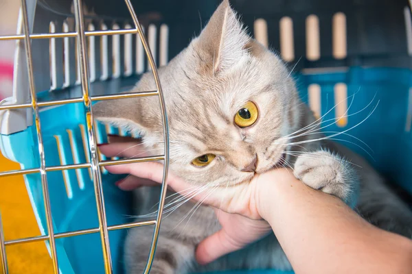 Gato morde uma mão humana — Fotografia de Stock