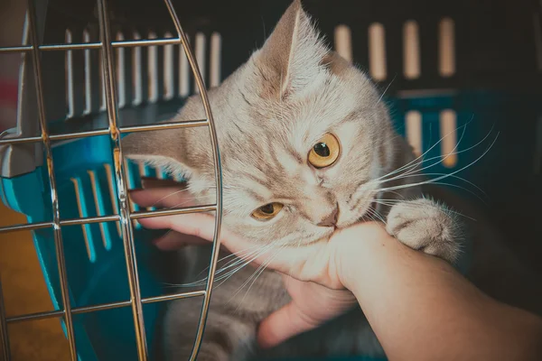 Il gatto morde una mano umana — Foto Stock