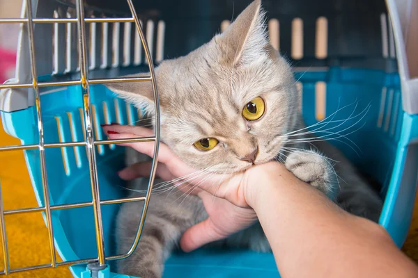 Γάτα δαγκώνω ένα ανθρώπινο χέρι — Φωτογραφία Αρχείου