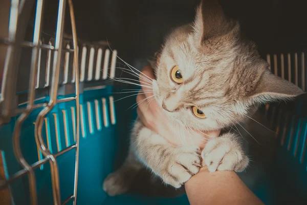 Il gatto morde una mano umana — Foto Stock