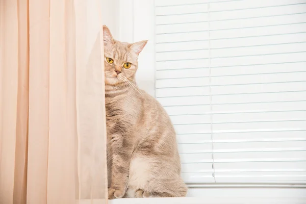 Il gatto si siede su una finestra — Foto Stock
