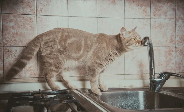 Кот пьет воду из крана — стоковое фото