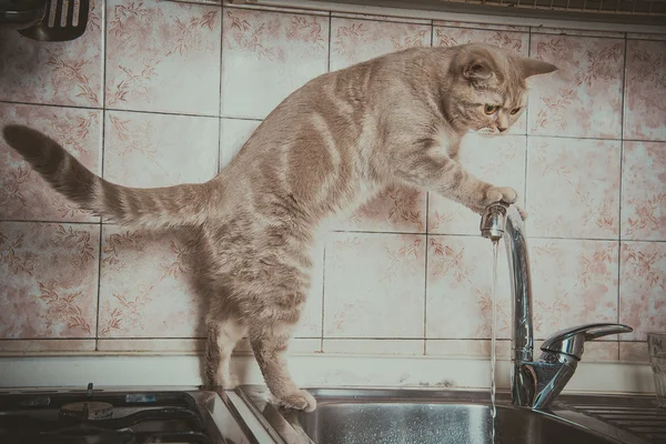 Кот пьет воду из крана — стоковое фото