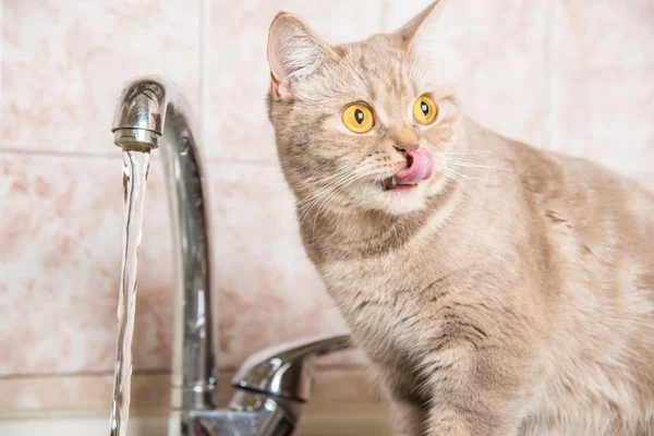 Die Katze trinkt Wasser aus der Leitung — Stockfoto