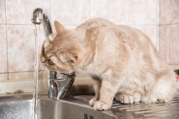 A macska iszik víz a csapból — Stock Fotó
