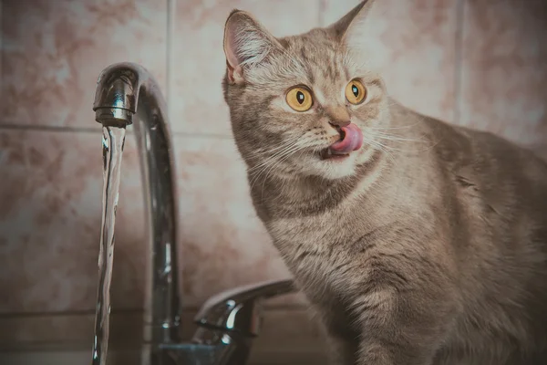 The cat drinks water from the tap — Stock Photo, Image