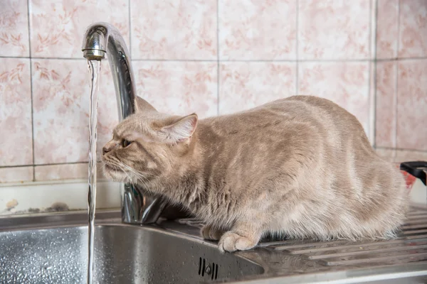 Il gatto beve acqua dal rubinetto — Foto Stock