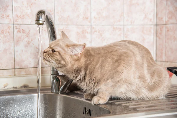 The cat drinks water from the tap — Stock Photo, Image