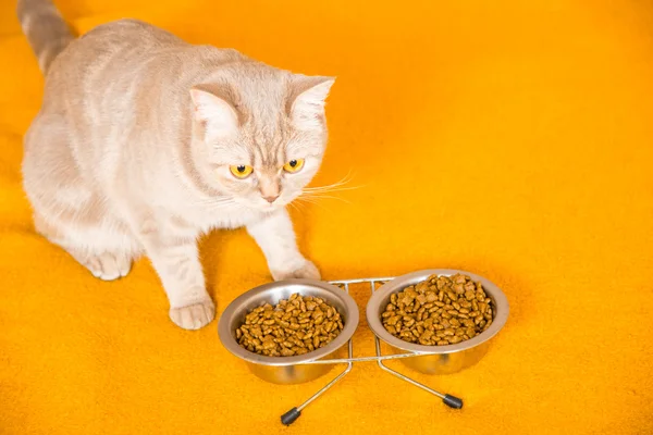 Katze frisst Trockenfutter — Stockfoto