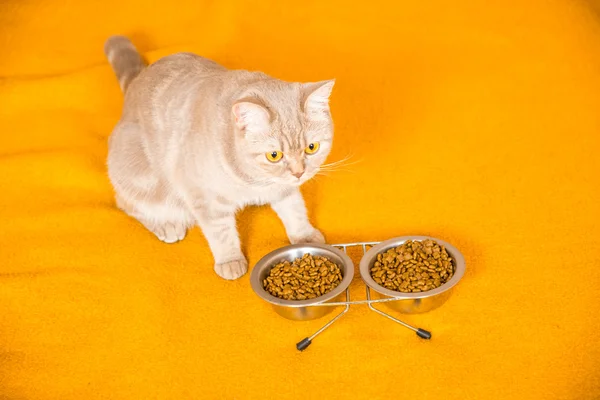 Gato comendo comida seca gato — Fotografia de Stock