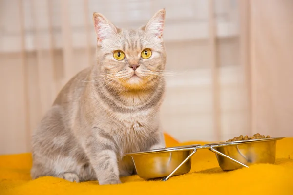 Kat eten van droog kattenvoer — Stockfoto