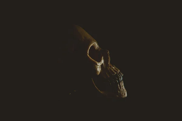 Menselijke schedel in profiel — Stockfoto
