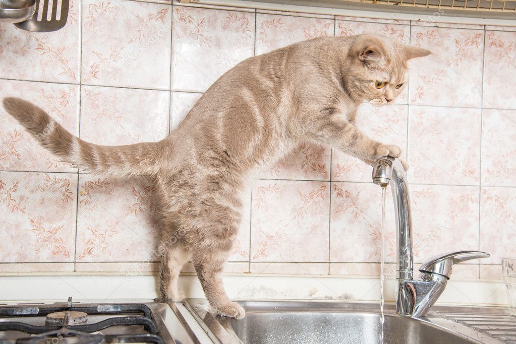 The cat drinks water from the tap